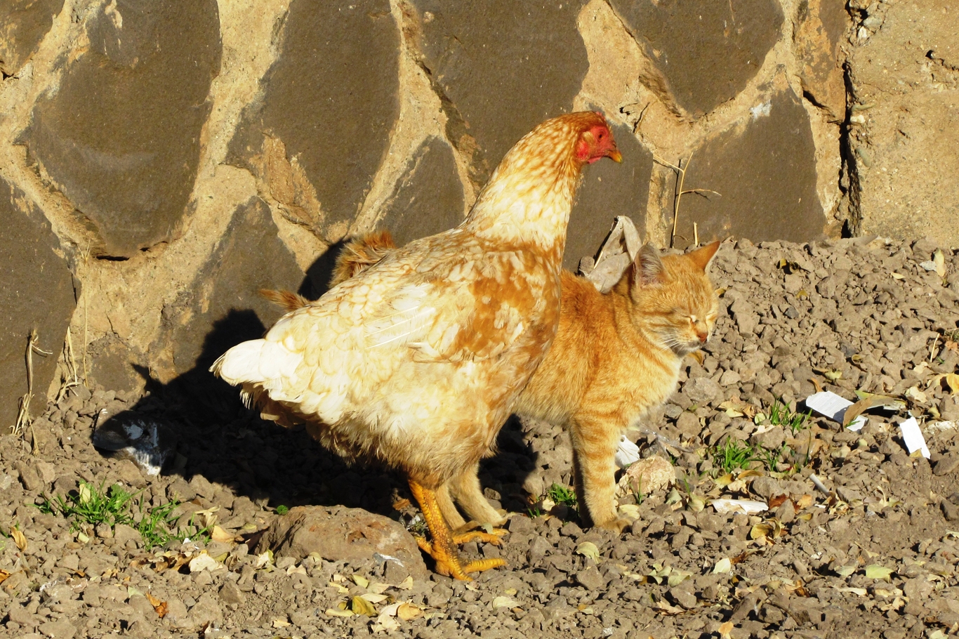 Kedi ile tavuğun dostluğu şaşırtıyor Kedi ile tavuğun dostluğu şaşırtıyor